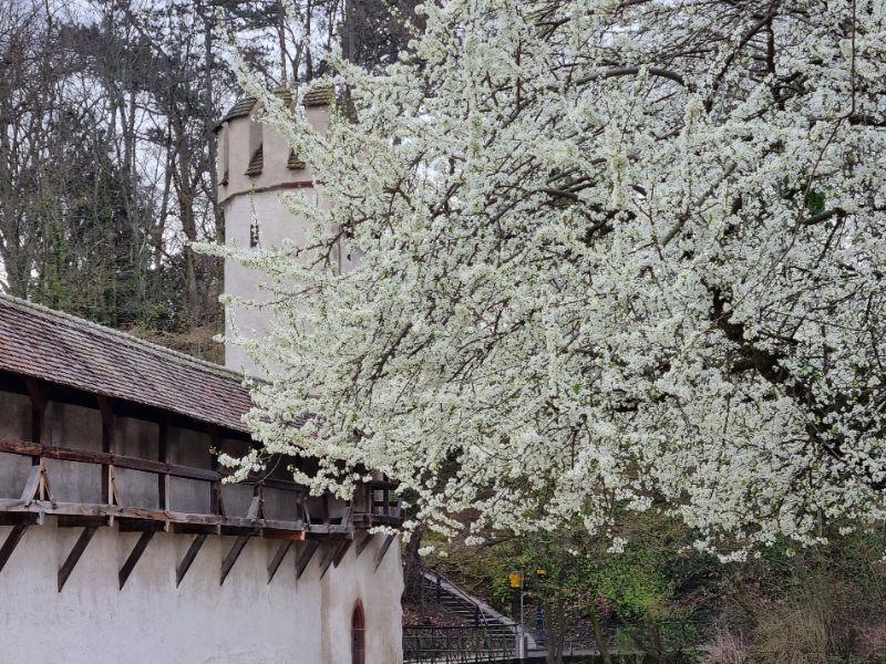 Anzeichen auf Frühling am 14.03.2023.jpg