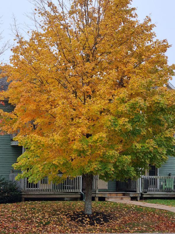 Herbst in Kentville.jpg