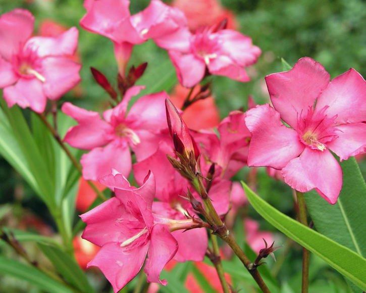 oleander-278483-1-blp-msg.jpeg