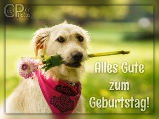 0923_08612_geburtstagskarte_hund.jpg