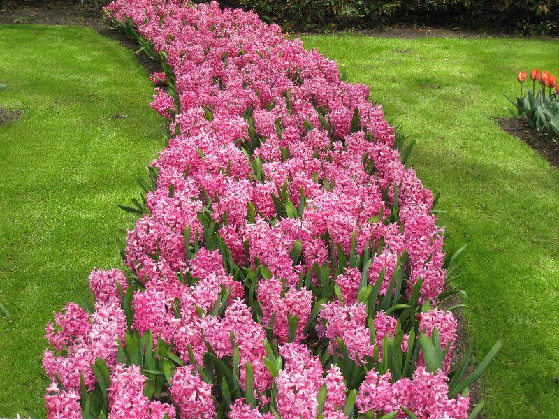 Keukenhof...27.April 2012 067.JPG