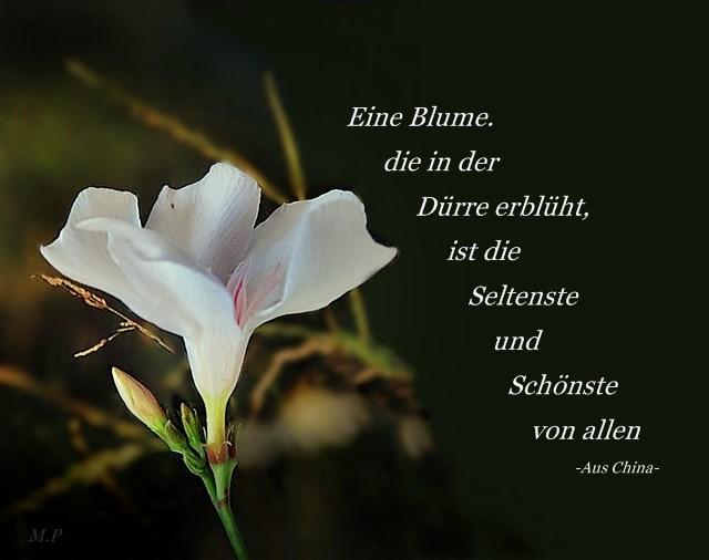 Blumen 245.JPG