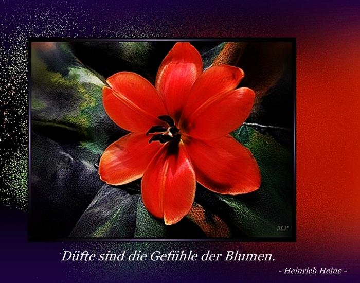 Blumen 602.JPG