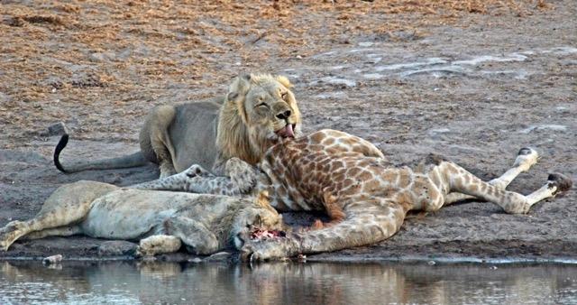 lions-feast-on-giraffe-carcass-janine-avery (3).jpg