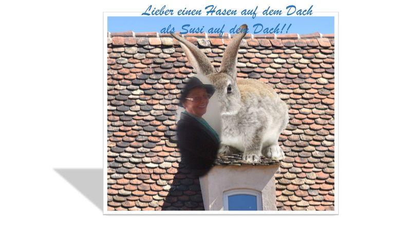 Hase.jpg