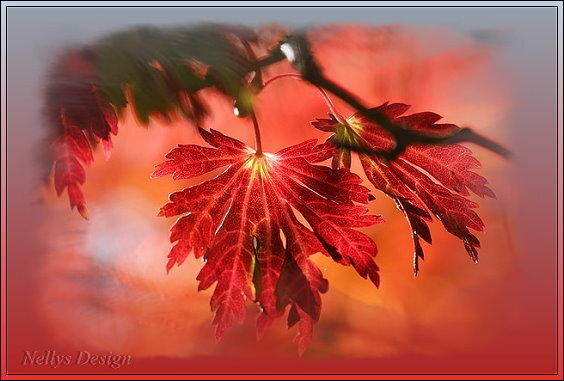 Herbst Ast.jpg