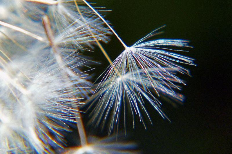 dandelion-56946_1280.jpg