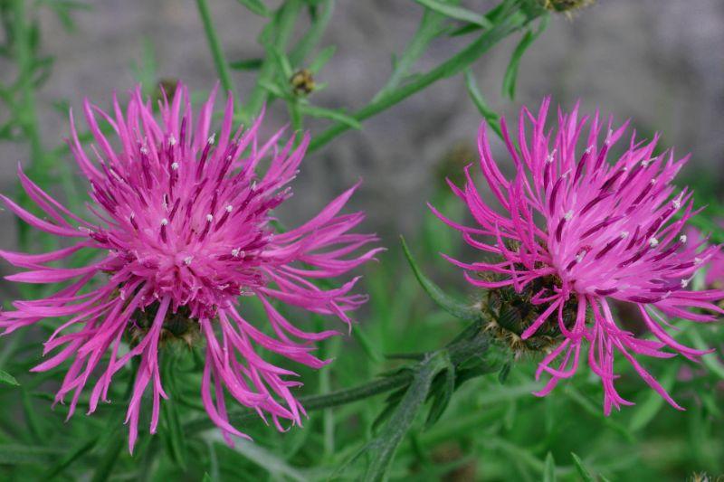 knapweed-1207563_1920.jpg