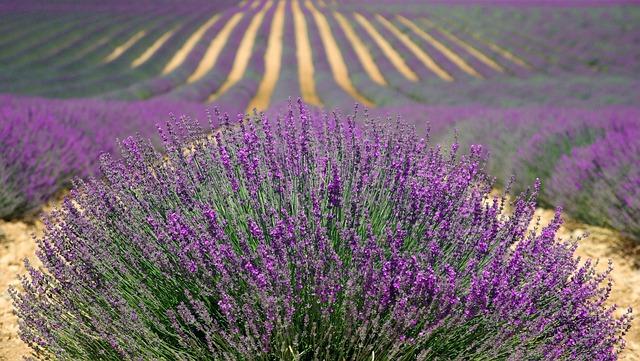 lavenders-ga5cf6de1b_640.jpg