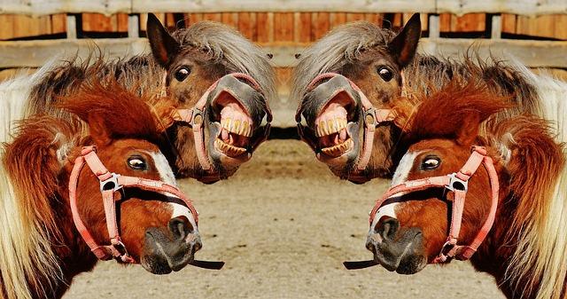 horses-g9bdd15d67_640.jpg