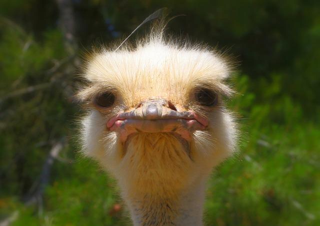 ostrich-gc5fb55851_640.jpg