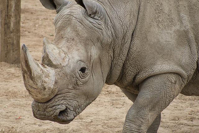 rhinoceros-g0cfc3ff88_640.jpg