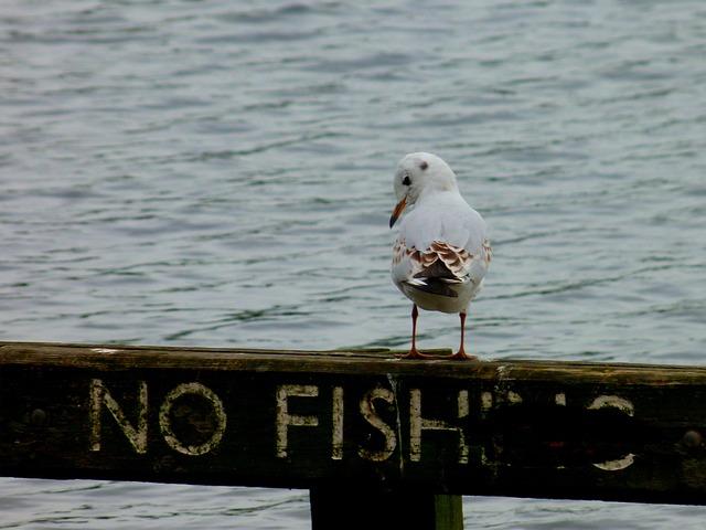 no-fishing-g1158687dc_640.jpg