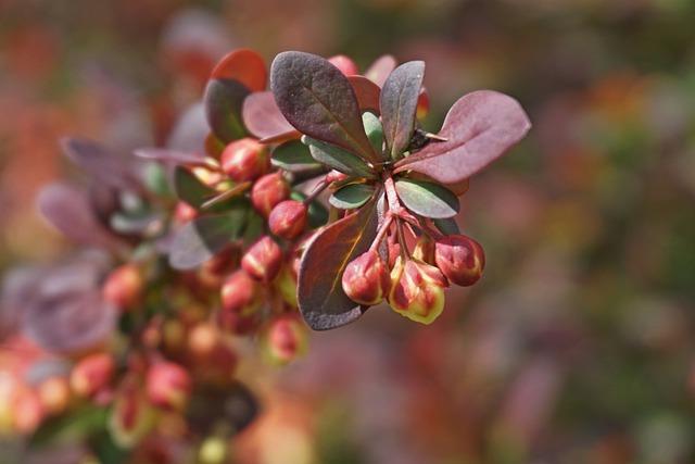 barberry-7593746_640.jpg