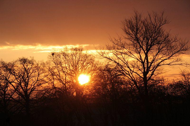 tree-nature-branch-sky-sun-sunrise-1220843-pxhere.com.jpg