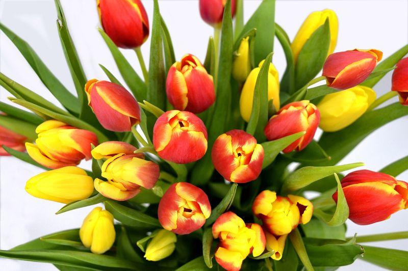 tulips-7011164_1280.jpg