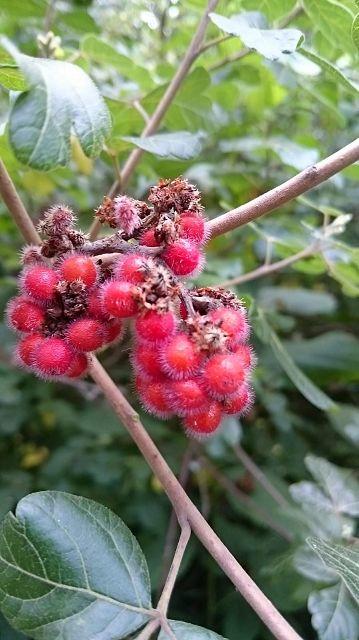 Rhus aromatica.jpg