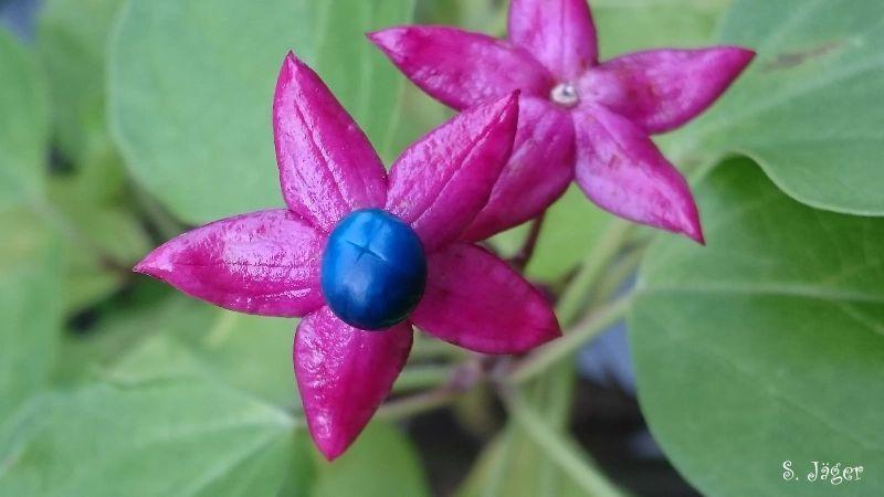 clerodendrum trichotomum.jpg