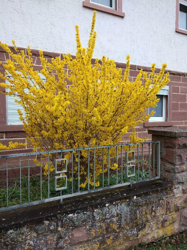 Forsythien.jpg