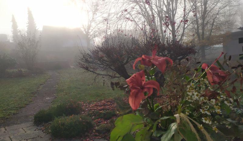 Herbstlicher Nebel.jpg