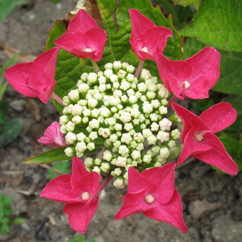 Hydrangea macrophylla Teller Red.jpg