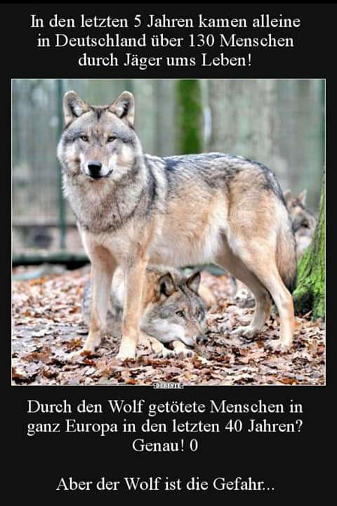 wolf getötet.jpg