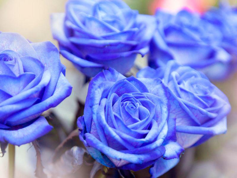 rose-blau-blueten-951177602-istock.jpg