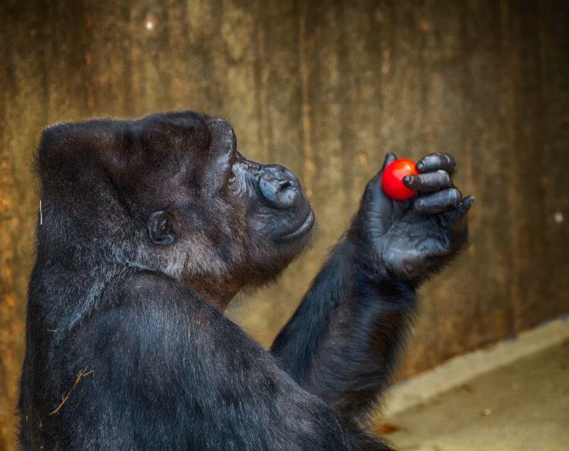 gorilla2 und TOmate.jpg