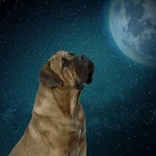 Hund Mond Mondschein - Kostenloses Foto auf Pixabay