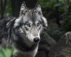 1.000+ kostenlose Wolf und Tier-Bilder - Pixabay