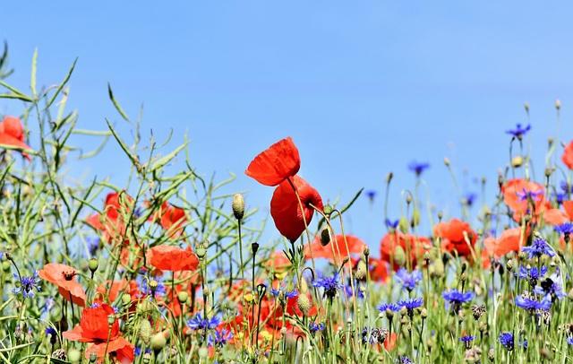 poppies-3441348_640.jpg